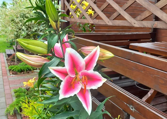 Деревянный коттедж Monte Kristo *